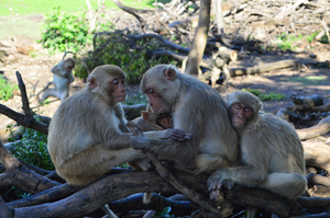 Rhesus macaques