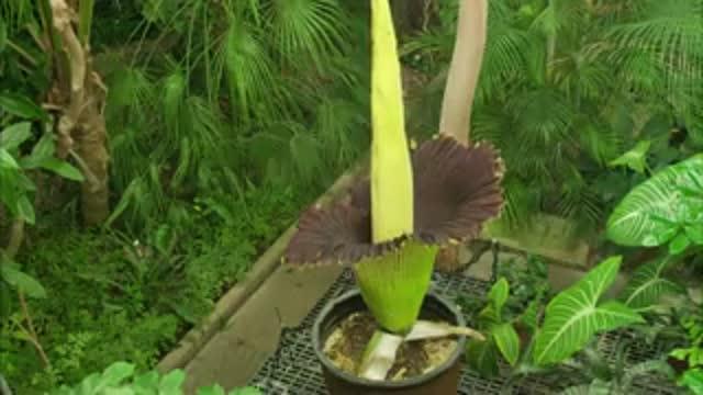 Rare Plant to Bloom at Binghamton University for Third Time in 5 Years