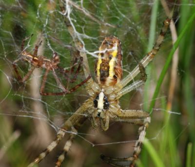 Orb Web Spider (1 of 2)