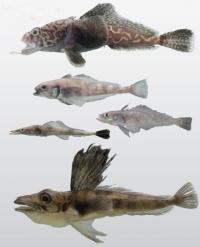 Notothenioid Fishes of the Antarctic