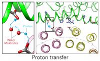 How water molecules form a bucket brigade to ferry protons into organelles