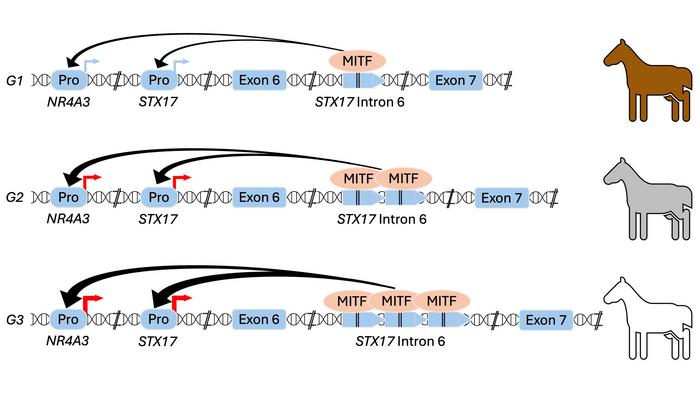 Schematic description of the mutation causing hair greying and susceptibility to melanoma in horses.