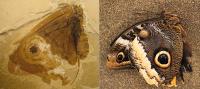 Lacewing Fossil and Owl Butterfly