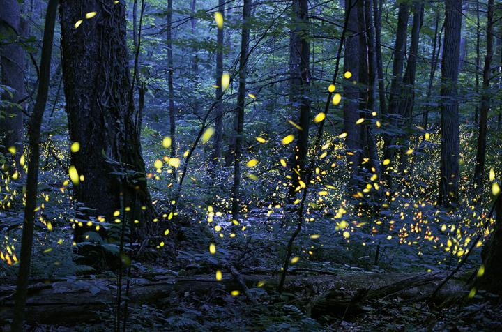 Synchronized Fireflies