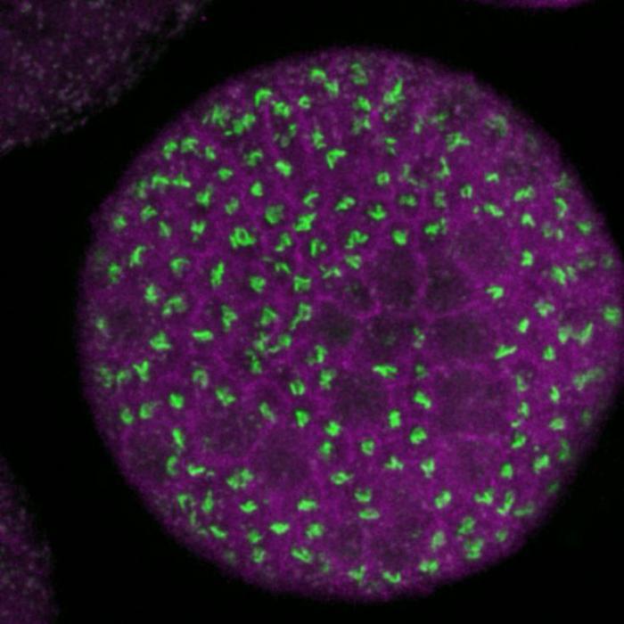 Golgi clustering