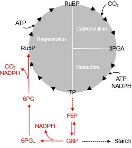 Calvin-Benson-cycle