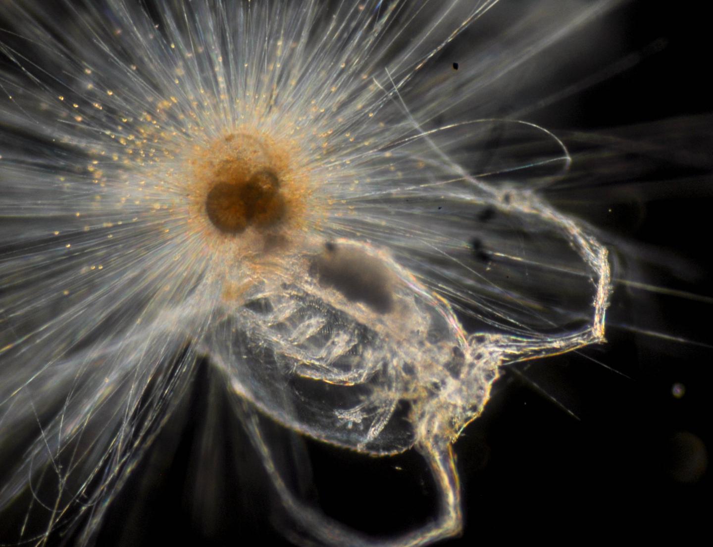 Foraminifera Orbulina Universa