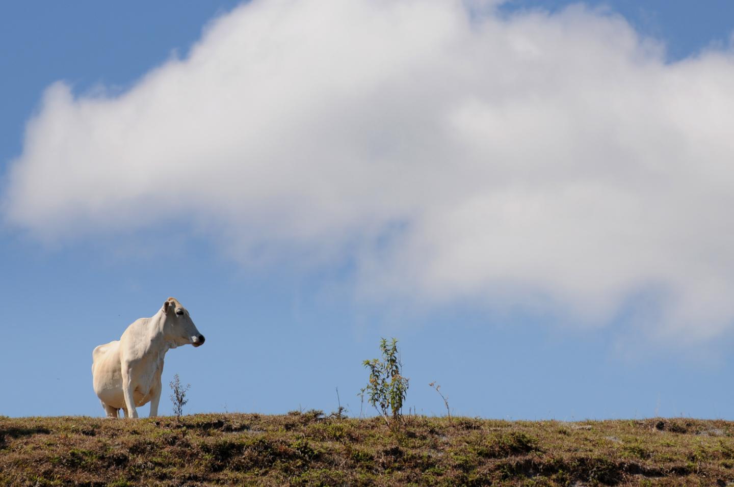 Livestock Colombia