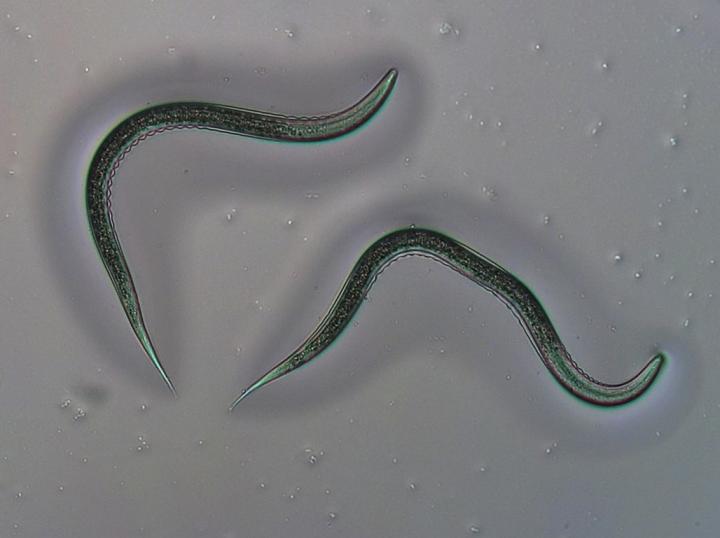 Parasitic Roundworms