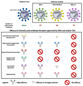 Efficiacy of clinically-used antibody therapies approved by EMA and/or FDY