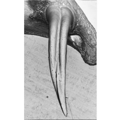 Venom Groove in the Tooth of a Banded Snake