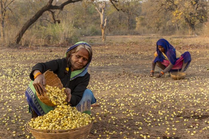 Mahua-collecting