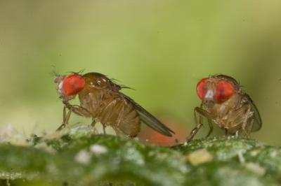 Fruit Flies