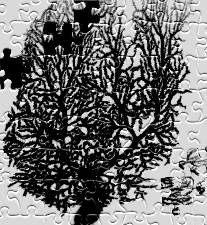 Completing the Puzzle of Autism