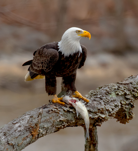 Bald Eagle with fish