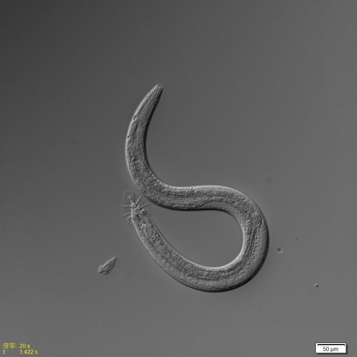 Male C. elegans [IMAGE] | EurekAlert! Science News Releases