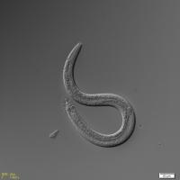 Male <i>C. elegans</i>