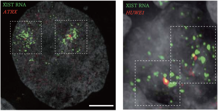 Gene regulation from the X chromosome during monkey development