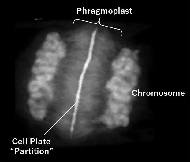 Phragmoplast During Plant Cell Division