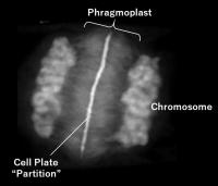 Phragmoplast During Plant Cell Division