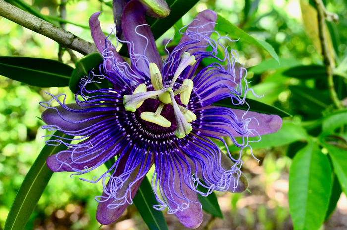 Passiflora incarnata [IMAGE] | EurekAlert! Science News Releases