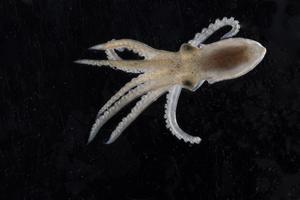 Octopus bimaculoides hatchling