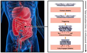 Flow chart illustrating the mechanism of action of the tapeworm-inspired tissue anchoring mechanism.