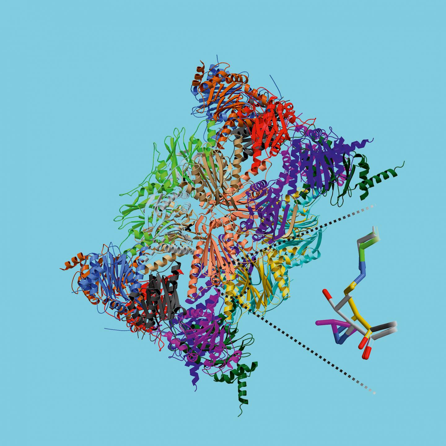 Immunoproteasome with Inhibitor