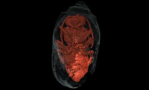 Bee cell from the Holocene palaeosols of southwest Portugal.