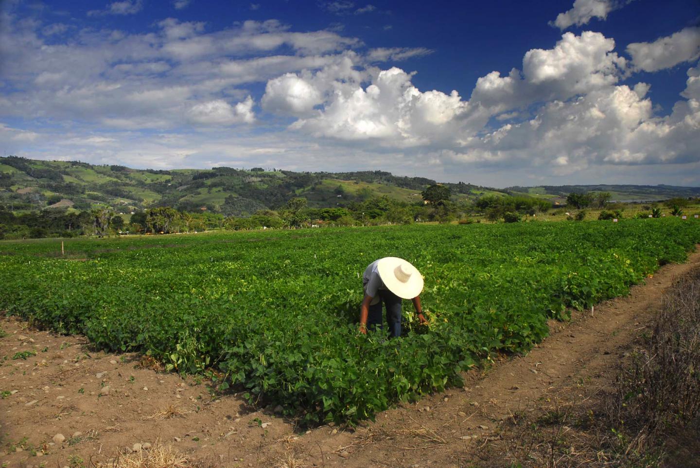 Bean Farm Colombia