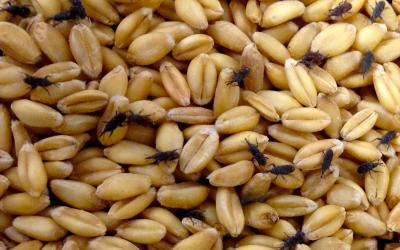 Weevils Carry Symbiotic Bacteria