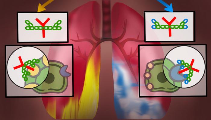 Influenza antibodies