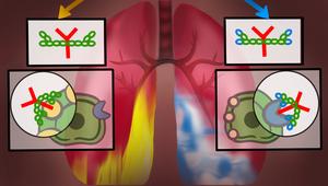 Influenza antibodies