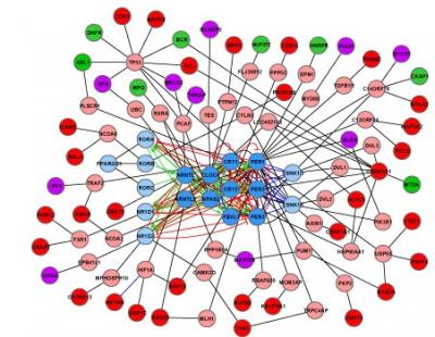 The Expanded Clock Gene Network