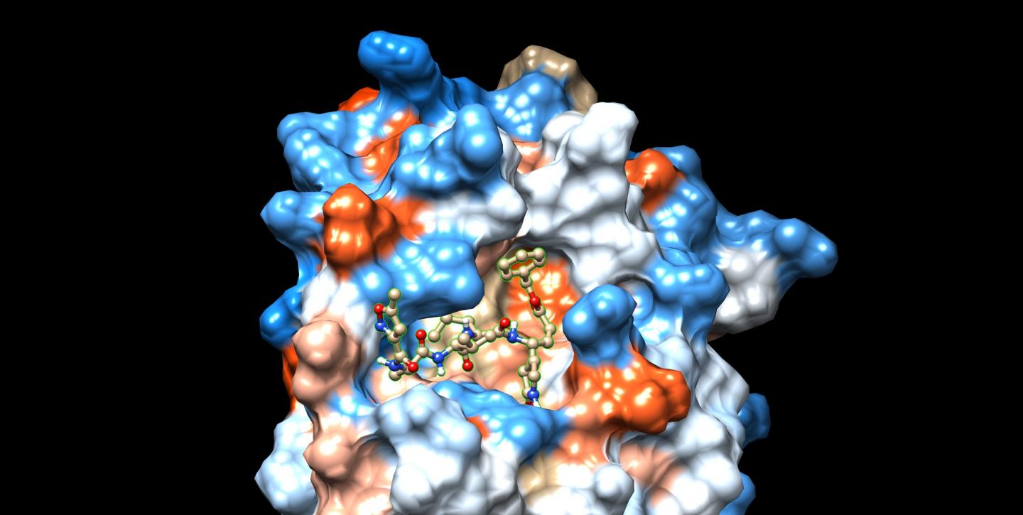 Representation of the Coronavirus Main Protease with a Peptide Inhibitor