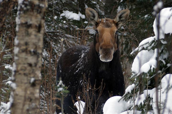 A Moose on Isle Royale