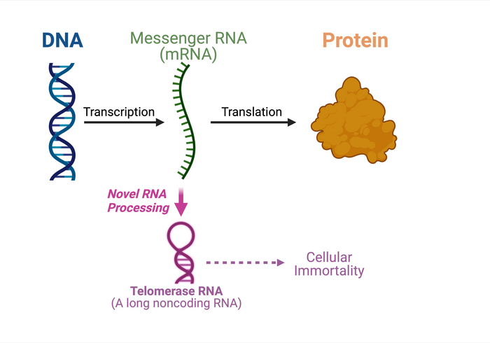 Central Dogma Of Molecular Bio IMAGE EurekAlert Science News Releases