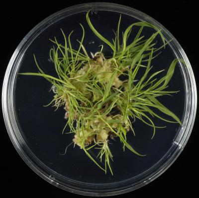 <i>Brachypodium</i> Plants