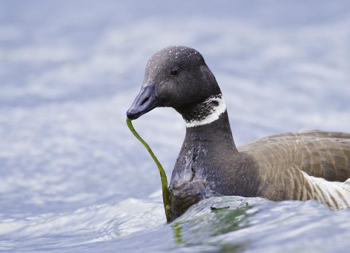 Brant at Shilshole Bay, Washington