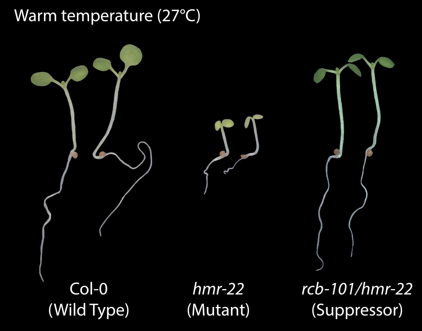 comparison of mutant to wild plant