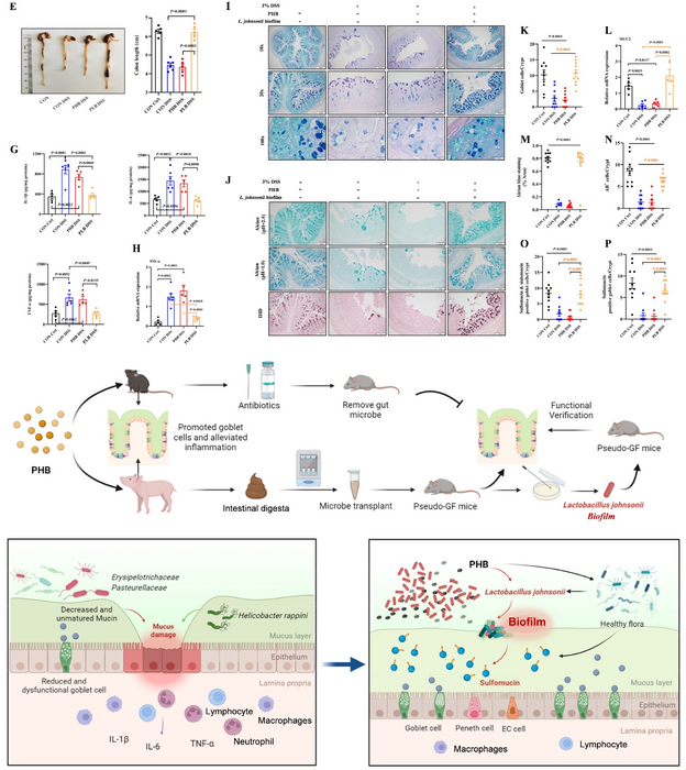 PHB alleviating colitis through Lactobacillus johnsonii-biofilm-mediated maturation of sulfomucin