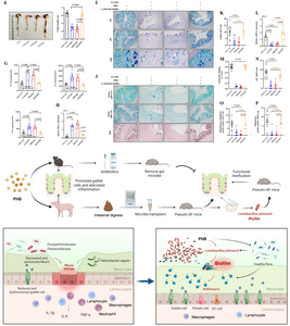 PHB alleviating colitis through Lactobacillus johnsonii-biofilm-mediated maturation of sulfomucin