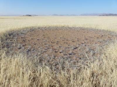 A Namibian Grassland 