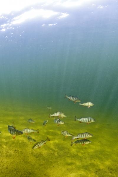 Shoaling Perch