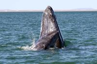 Gray Whale Mother and Calf