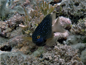 Jewel Damselfish (Plectroglyphidodon lacrymatus)