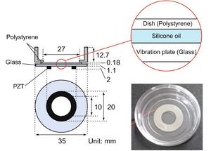 Overview of the experimental setup for ultrasonication-directed myoblast orientation.