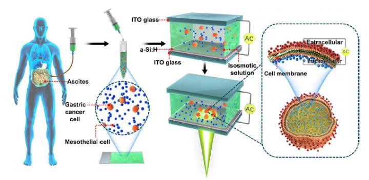 OEK Microfluidic Chip