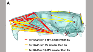 Facial differences in rats with an extra 21st chromosome