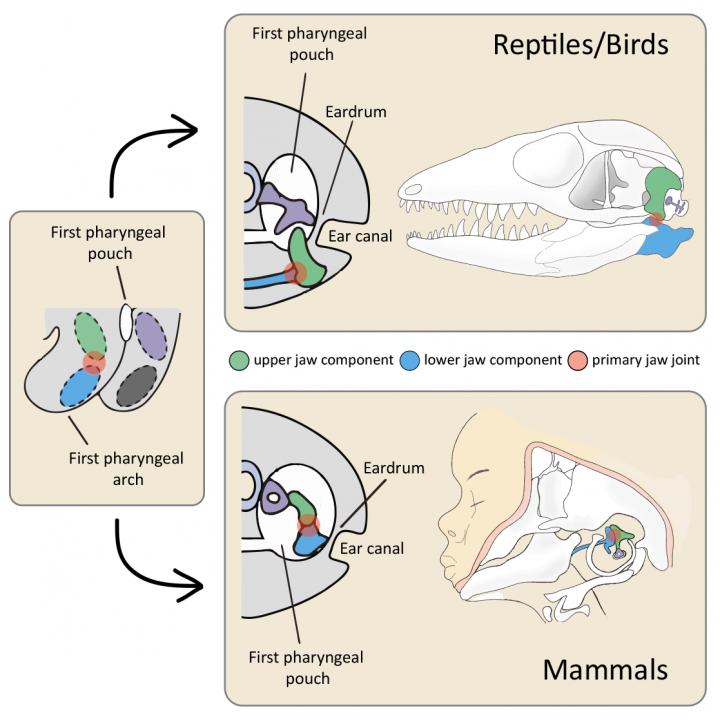 Morphology of the Primary Jaw [IMAGE] EurekAlert! Science News Releases